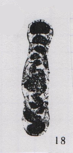 Hemigordius spirollinoformis Wang, 1982 Hemigordius spirollinoformis Wang, 1982