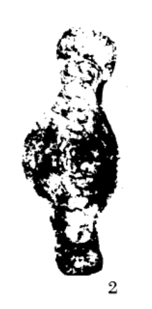 Hemigordius tumidus Xia & Zhang, 1984