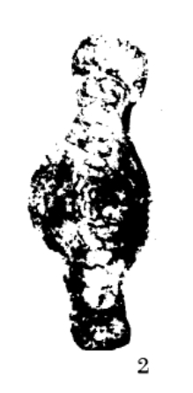 Hemigordius tumidus Xia & Zhang, 1984 Hemigordius tumidus Xia & Zhang, 1984