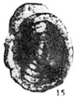 Hemigordius xarlashanensis Wang, 1986