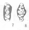 Chromista - Foraminifera (foraminifers)