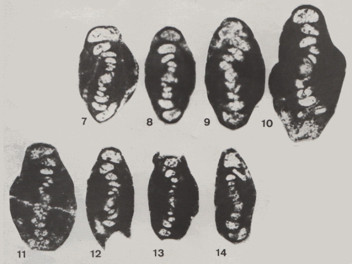 Hemigordius zaninettiae Altiner, 1978 Hemigordius zaninettiae Altiner, 1978