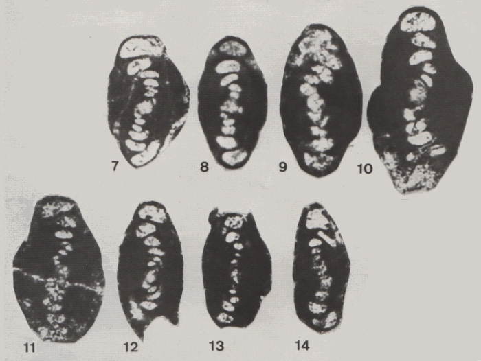 Hemigordius zaninettiae Altiner, 1978