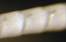Stenometra cristata AH Clark 1911 Holotype USNM 027501