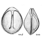 Lagena aequilabialis Buchner, 1940