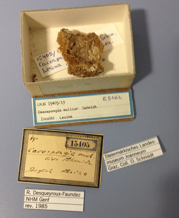 Cacospongia mollior Schmidt, 1862 Cacospongia mollior Schmidt, 1862