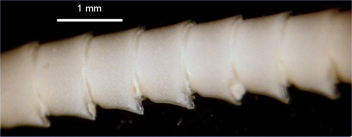 Antedon quinquecostata Carpenter, 1888 types BMNH 88.11.9.66