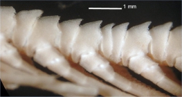 Antedon quinquecostata Carpenter, 1888 types BMNH 88.11.9.66
