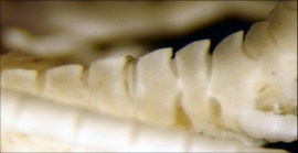 Stenometra arachnoides AH Clark, 1909, holotype USNM 25470