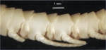 Antedon compressa Carpenter, 1888 Holotype BMNH 88.11.9.69-70