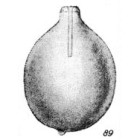 Lagena citriformis Buchner, 1940