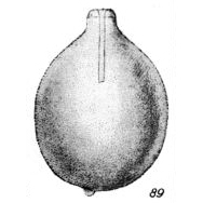 Lagena citriformis Buchner, 1940 Lagena citriformis Buchner, 1940