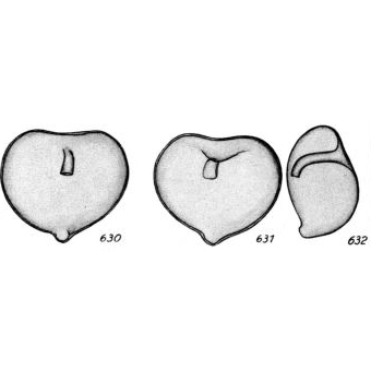 Lagena cordiformis Buchner, 1940