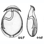 Lagena cornigera Buchner, 1940 Lagena cornigera Buchner, 1940