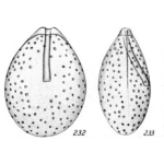 Chromista - Foraminifera (foraminifers)