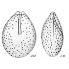 Lagena cribrata Buchner, 1940