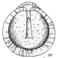 Chromista - Foraminifera (foraminifers)