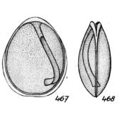 Lagena decipiens Buchner, 1940