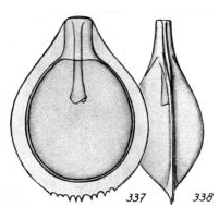 Lagena dendiculifera Buchner, 1940