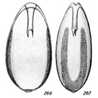 Lagena diaphana Buchner, 1940 Lagena diaphana Buchner, 1940