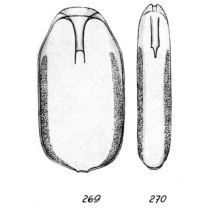 Lagena diaphana Buchner, 1940 Lagena diaphana Buchner, 1940