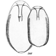 Lagena diaphana Buchner, 1940 Lagena diaphana Buchner, 1940