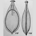 Chromista - Foraminifera (foraminifers)