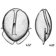 Lagena earlandii Buchner, 1940