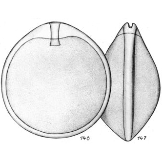 Lagena eburnea Buchner, 1940 Lagena eburnea Buchner, 1940