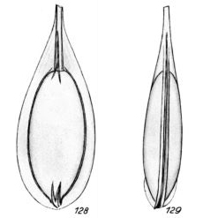 Lagena foliformis Buchner, 1940