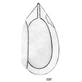Lagena foliformis Buchner, 1940 Lagena foliformis Buchner, 1940