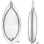 Lagena foliformis Buchner, 1940