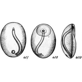Lagena fovigera Buchner, 1940 Lagena fovigera Buchner, 1940