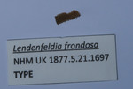 Lendenfeldia frondosa (Lendenfeld, 1889)