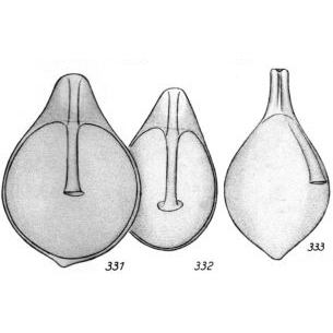 Lagena granifera Buchner, 1940 Lagena granifera Buchner, 1940