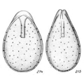 Chromista - Foraminifera (foraminifers)