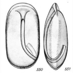 Chromista - Foraminifera (foraminifers)