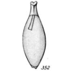 Lagena lecythiformis Buchner, 1940