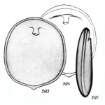 Chromista - Foraminifera (foraminifers)