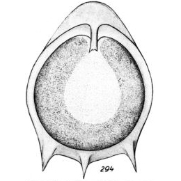 Lagena neptuni Buchner, 1940 Lagena neptuni Buchner, 1940
