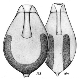 Lagena piriformis Buchner, 1940