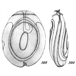 Lagena pretiosa Buchner, 1940