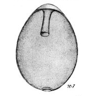 Lagena pseudoglobosa Buchner, 1940