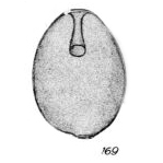 Lagena pseudoglobosa Buchner, 1940