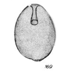 Lagena pseudoglobosa Buchner, 1940 Lagena pseudoglobosa Buchner, 1940