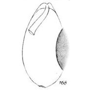 Lagena pseudoglobosa Buchner, 1940 Lagena pseudoglobosa Buchner, 1940