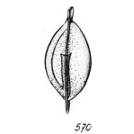 Lagena pseudomarginata Buchner, 1940