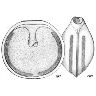 Lagena sidebottomii Buchner, 1940