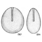 Lagena simplex Buchner, 1940