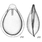 Lagena spathiformis Buchner, 1940